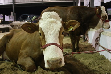 VACA