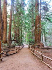 Muir woods national monument. San Francisco.