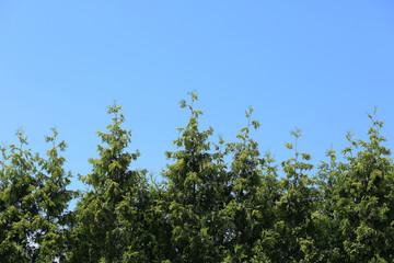 Fototapeta na wymiar Czubki drzew tuj, krzewy na tle niebieskiego nieba.
