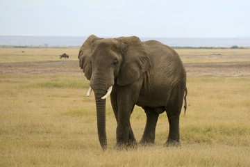 Obraz premium elephant in kenya