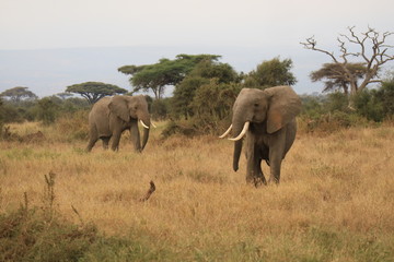 Two elephants in Africa