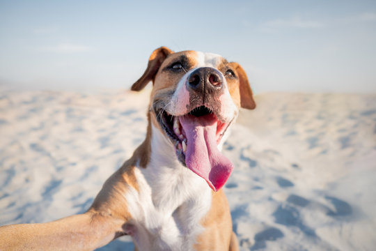 Happy smiling dog taking self portrait on the beach. Portrait of a cute staffordshire terrier imitating a selfie shot by the sea in the summer