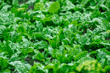 green beet leaves on a farm plantation