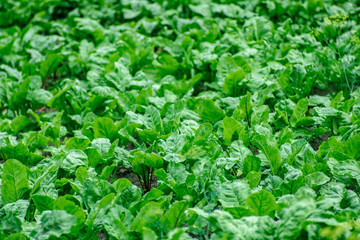 green beet leaves on a farm plantation