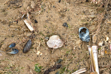 Crab shells and seashells washed up on a beach