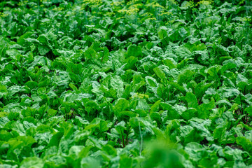Obraz premium green beet leaves on a farm plantation