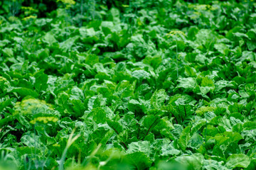 green beet leaves on a farm plantation