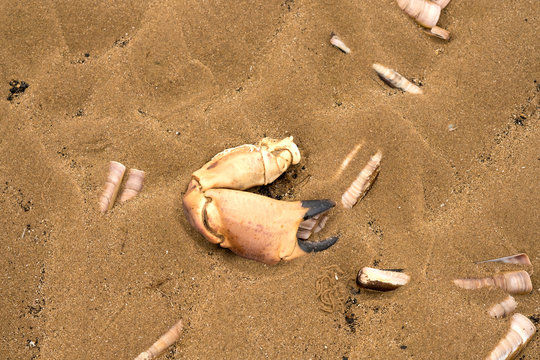 Crab claws and seashells washed up on a beach