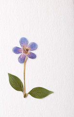 Blue single flower with leaves
