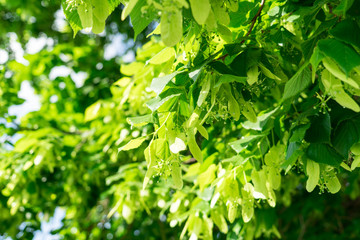 linden. the fruit of the tree. background.