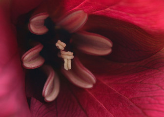 Red Trillium extreme closeup