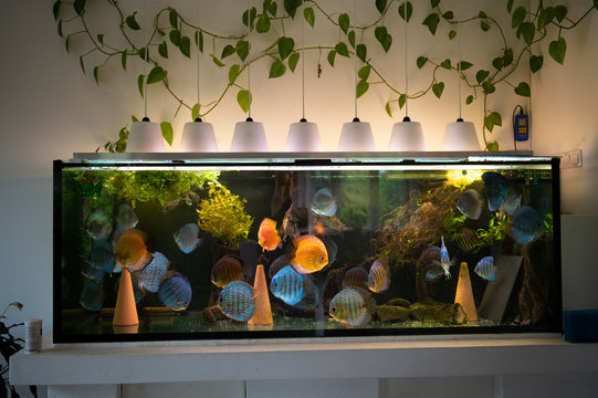Gro&szlig;es Aquarium mit bunten Diskusfischen. Symphysodon aus dem Amazonas, S&uuml;&szlig;wasserfische aus S&uuml;damerika.