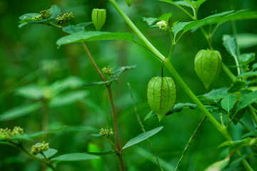 Nutrition Information About Rasbhari, Cape Gooseberries, or Golden Berries, Golden Berry Medicinal Plant