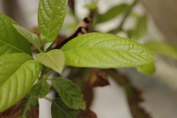 Avocado leaves - hojas de aguacate