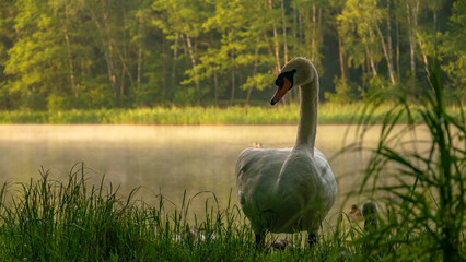 A beautiful white swan on the shore of the lake. - obrazy, fototapety, plakaty