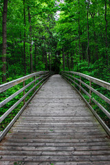 Fototapeta premium Wooden walkway - summer