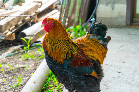 Adult cock on a home farm. Household in the village.