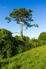 Fototapeta premium A view of a pine tree on the slope of a grassy green slope under a majestic blue sky