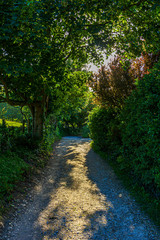 Fototapeta na wymiar A view of a shady stony rural lane with trees along and green vegetation