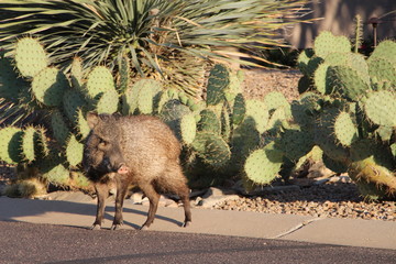 Javelina in the Road in Scottsdale Arizona