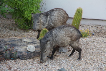 Two Javelinas in Scottsdale Arizona