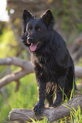 Fototapeta na wymiar Wet long-haired black German Shepherd dog standing outdoors on a fallen tree in spring
