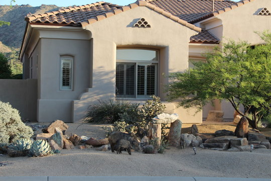 Javelinas in front of a south west style home