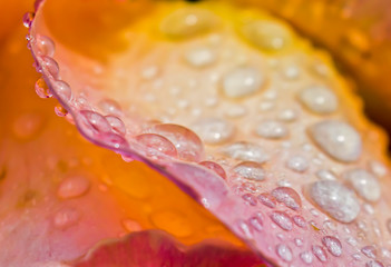 Close up Edge of Flower Petal with Droplets of Water