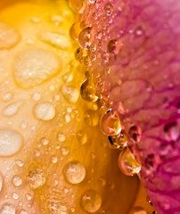 Abstract Water Drops Rain Close Up on Rose Petals