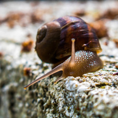 Close up Garden Snail Glowing Light Extended Tentacles