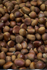Chestnut in shell texture background. Unpeeled Chestnut