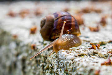 Close Up Garden Snail Tentacles Glowing in Sunlight