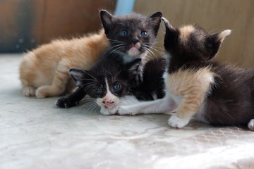 four kittens in a basket