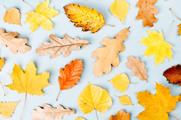 Autumn composition. Pattern made of autumn  leaves. Flat lay, top view, copy space © igishevamaria