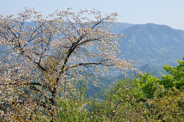 タカネザクラ
