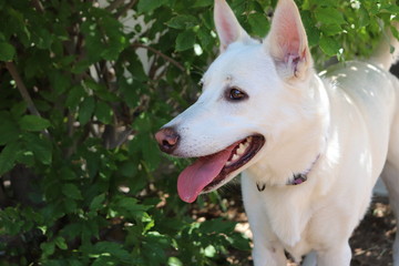 Young White German Shepard Headshot