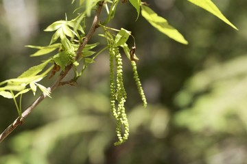 Flowers of a bitternut hickory, Carya cordiformis.