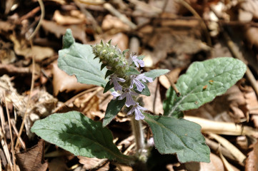 Fototapeta premium ジュウニヒトエ