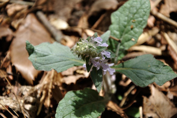 ジュウニヒトエ