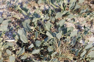 Leaves of the cress Lepidium cartilagineum