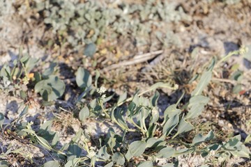 Leaves of the cress Lepidium cartilagineum