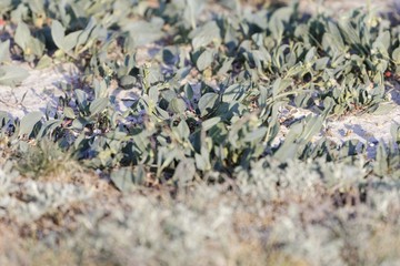 Leaves of the cress Lepidium cartilagineum