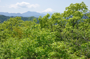 新緑に富士山