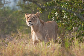  lion, panthera leo, Kruger national park
