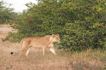 Naklejka na ściany i meble lion, panthera leo, Kruger national park