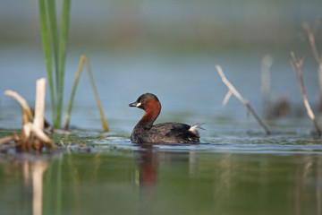 little grebe, tachybaptus ruficollis, bohemia birds