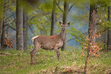 Naklejka na ściany i meble red deer, cervus elaphus, Bohemia forest
