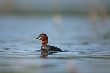 little grebe, tachybaptus ruficollis, bohemia birds