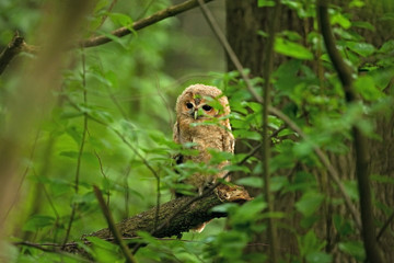 tawny owl, brown owl, strix aluco, Bohemia forest