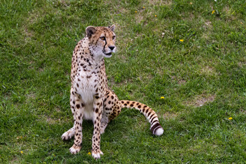 Cheetah